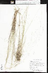 Muhlenbergia capillaris image