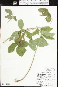 Desmodium perplexum image