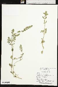 Scutellaria drummondii image