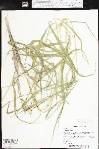 Urochloa reptans image