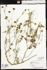 Bidens polylepis image