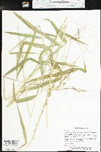 Urochloa platyphylla image