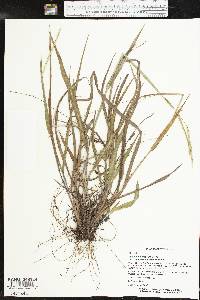 Paspalum setaceum var. stramineum image