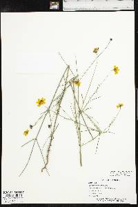 Coreopsis tinctoria image