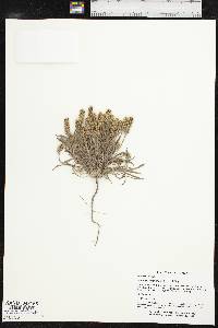 Plantago hookeriana image