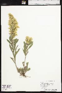 Solidago petiolaris var. petiolaris image