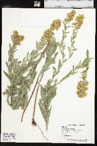 Solidago petiolaris image