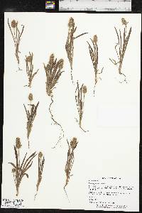 Plantago helleri image