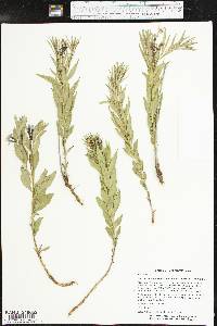 Amsonia ciliata var. texana image