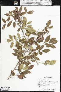 Rhus virens image