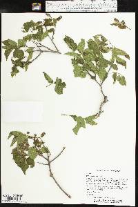 Celtis reticulata image