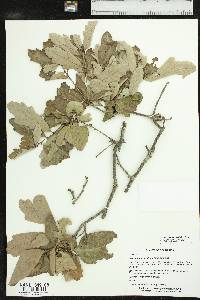 Quercus margaretta image