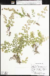 Adiantum capillus-veneris image