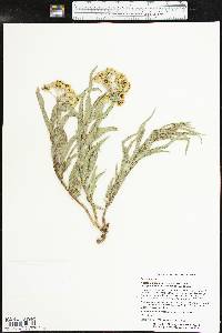 Asclepias asperula subsp. capricornu image