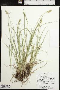 Carex austrina image