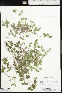 Calyptocarpus vialis image