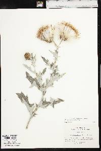 Cirsium undulatum image