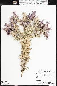 Eryngium leavenworthii image