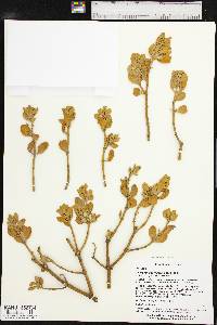 Phoradendron leucarpum subsp. tomentosum image