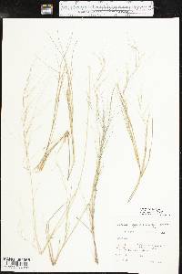 Aristida oligantha image