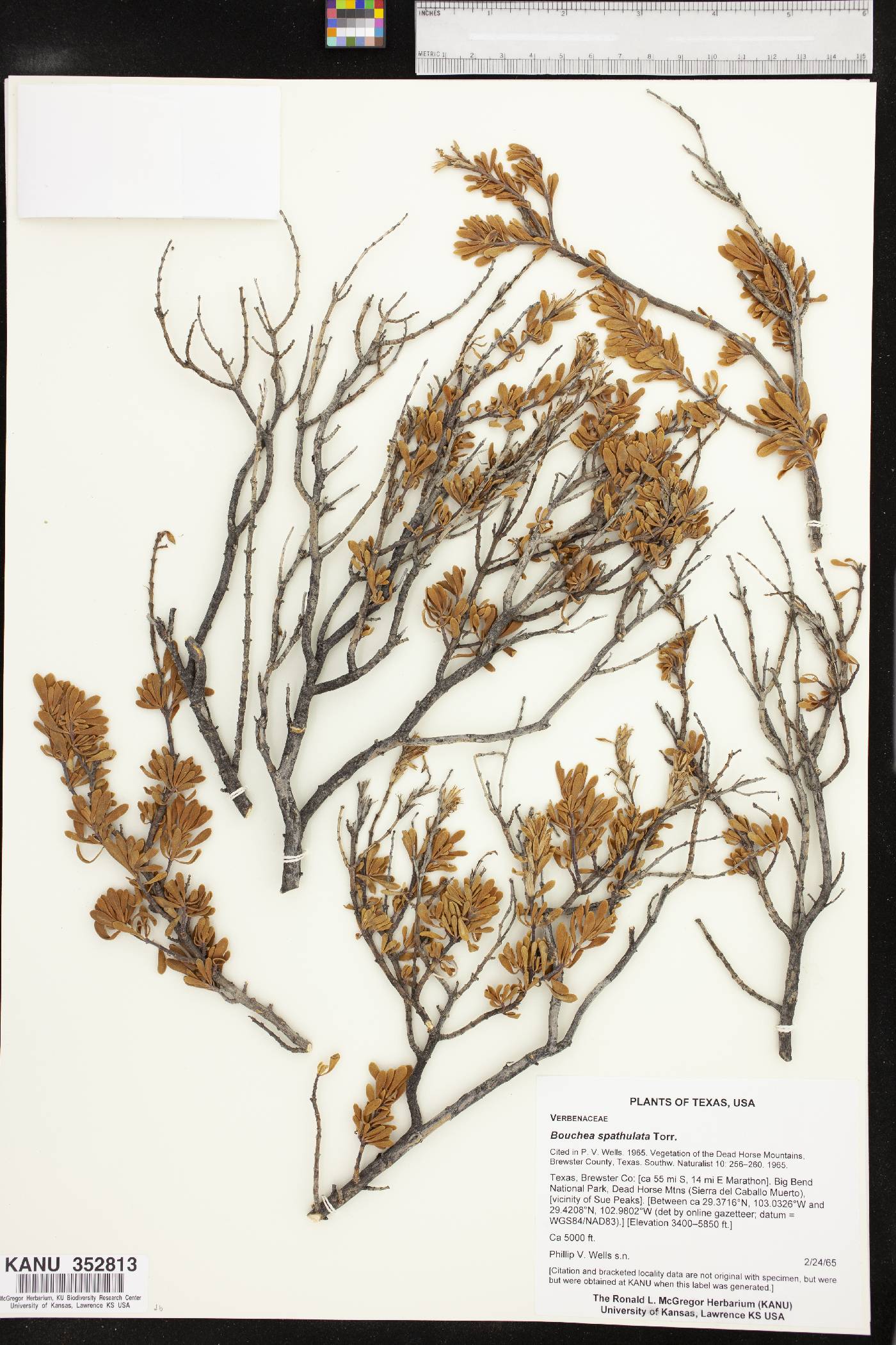 Bouchea spathulata image