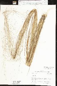 Eragrostis trichodes image