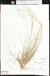 Eragrostis hirsuta image