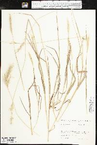 Bothriochloa laguroides image