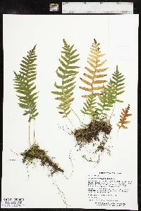 Polypodium glycyrrhiza image