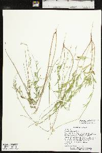 Oenothera patriciae image