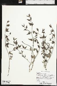 Acleisanthes longiflora image