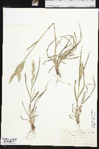 Bromus catharticus image