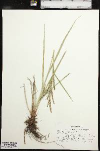 Carex emoryi image