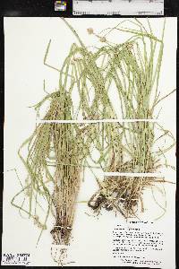 Carex tetrastachya image