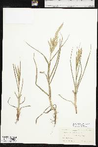 Bromus catharticus var. catharticus image