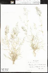 Eragrostis barrelieri image