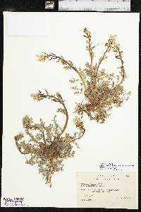 Corydalis aurea image