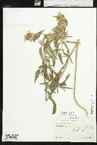 Monarda punctata var. punctata image