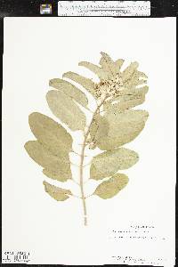 Asclepias oenotheroides image