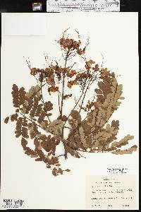 Caesalpinia pulcherrima image