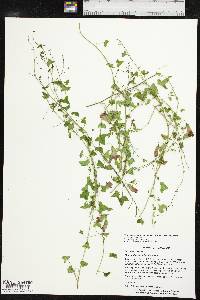 Maurandella antirrhiniflora image