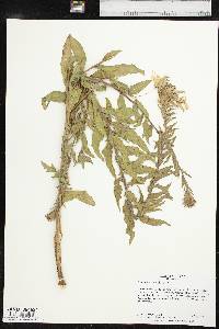 Oenothera heterophylla image