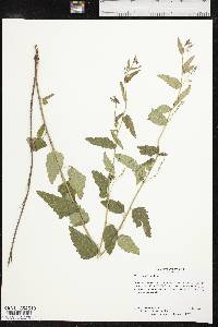 Tragia urticifolia image