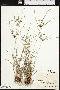 Cyperus croceus image