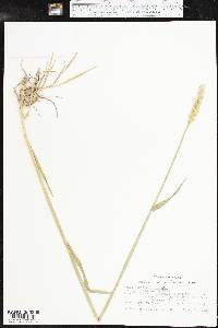 Triticum aestivum image