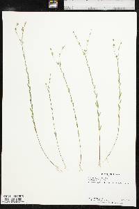 Linum medium var. texanum image