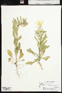 Oenothera grandis image