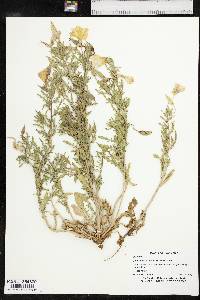 Oenothera albicaulis image