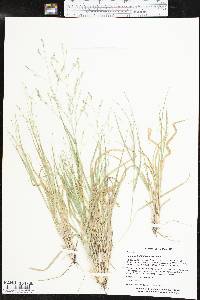 Panicum hallii image