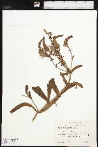 Brazoria pulcherrima image